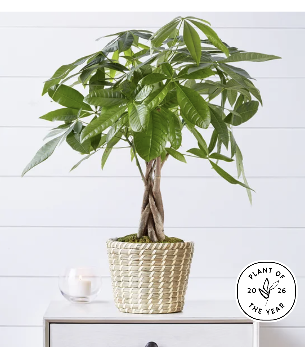 2026 plant of year