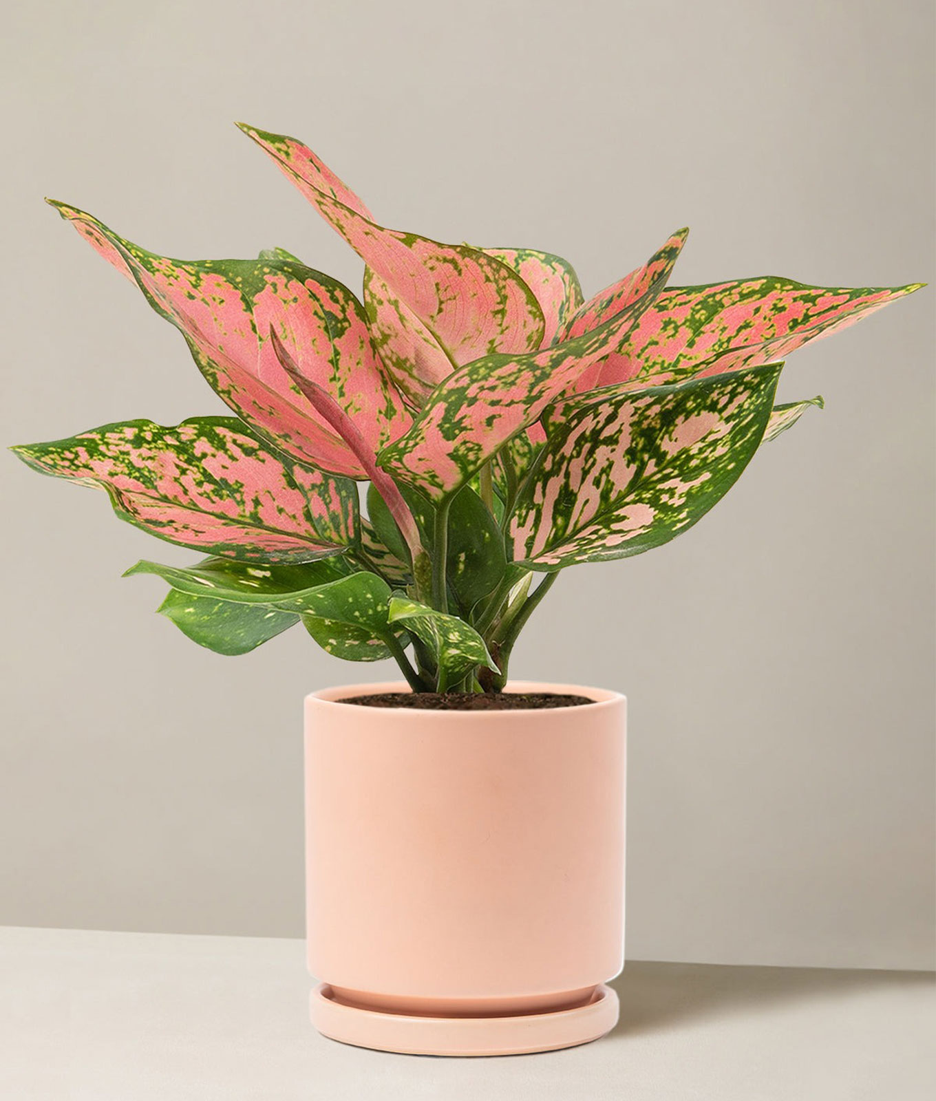 a pink and green aglaonema plant