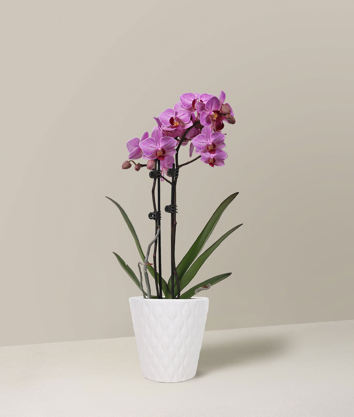pink-orchid.