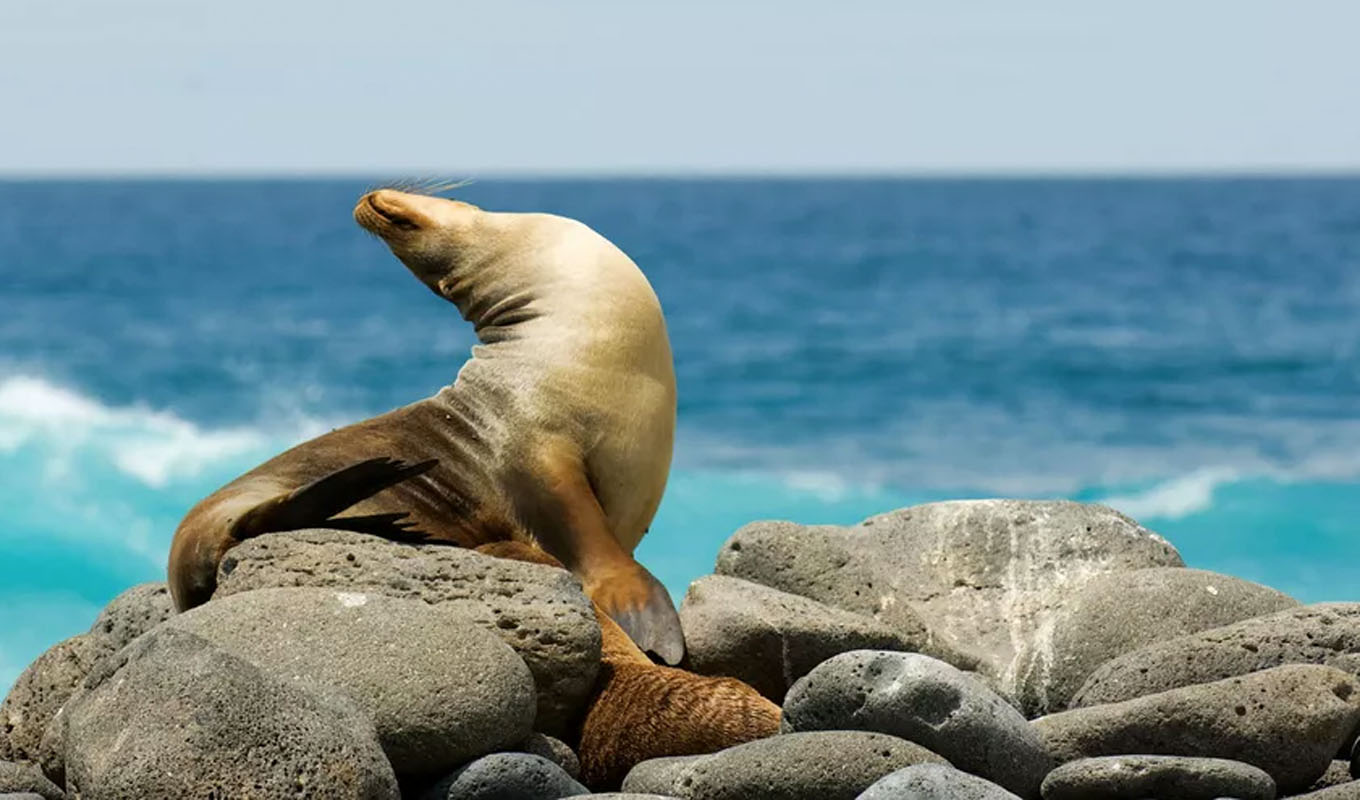 Trips to take when you retire Galápagos Islands