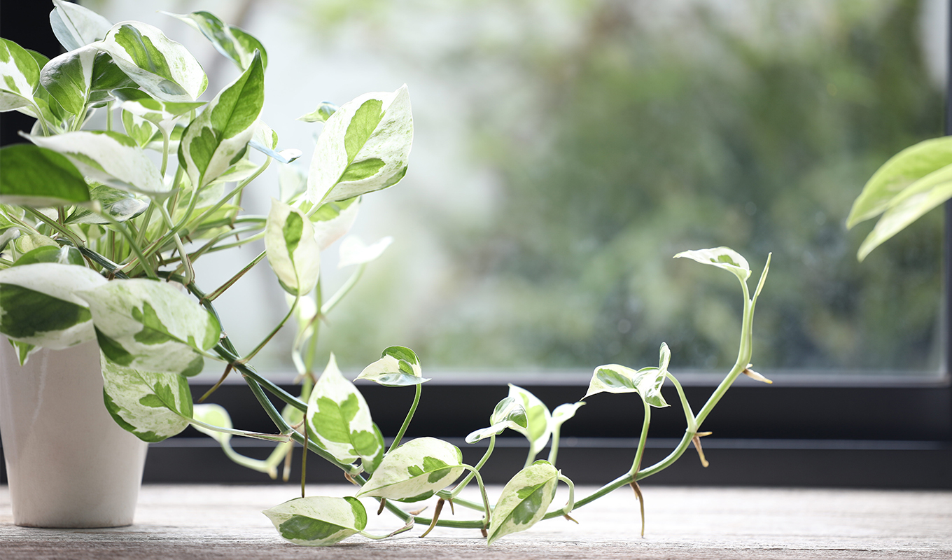 Most Colorful Houseplants: Epipremnum aureum Pearls and Jade Pothos on wooden table