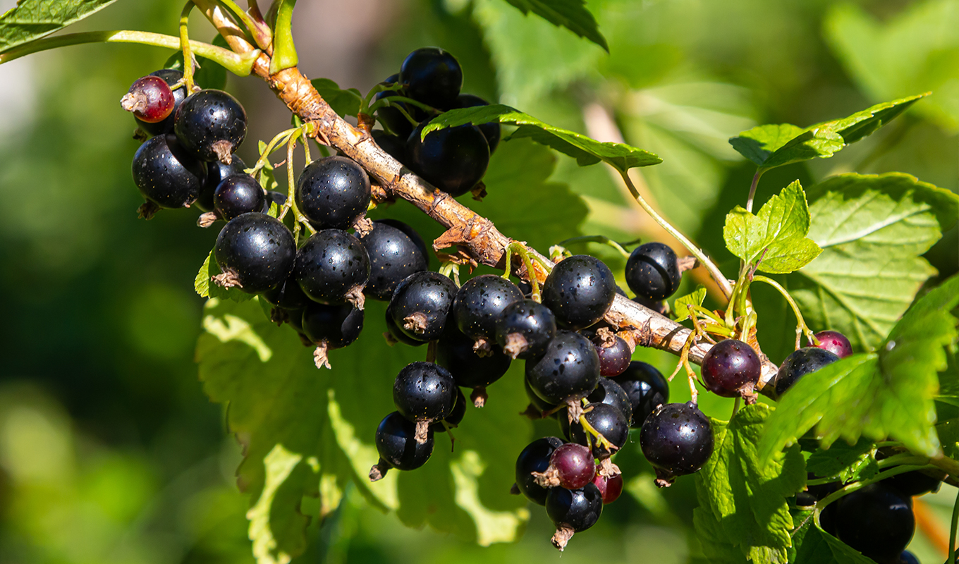 mccormick-flavor-of-the-year-black-currant-on-vine