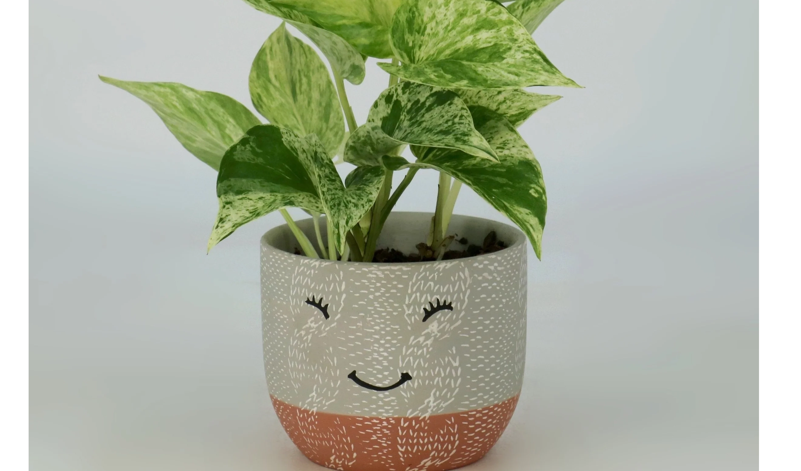 best subscription teen plants