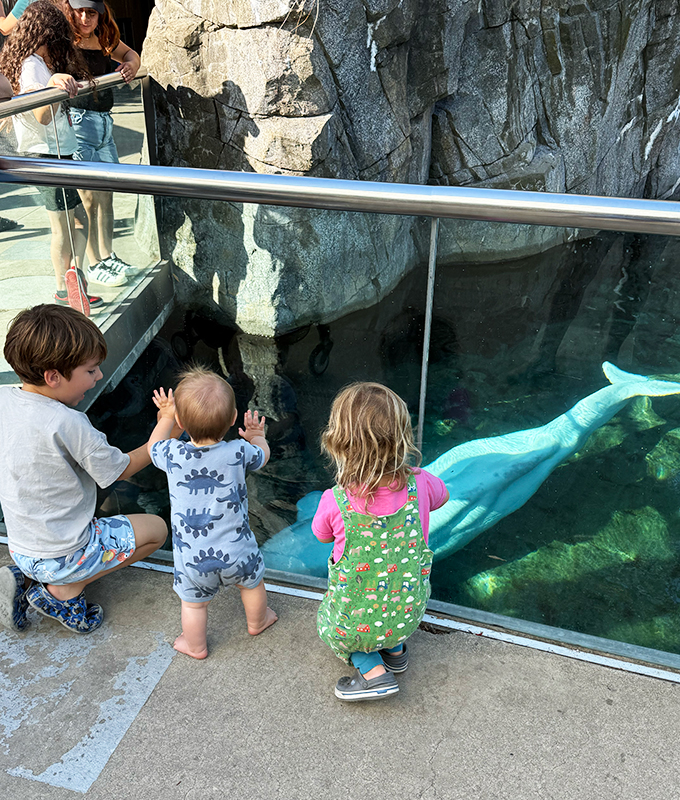 Mystic-Aquarium-beluga-whales_773c1e