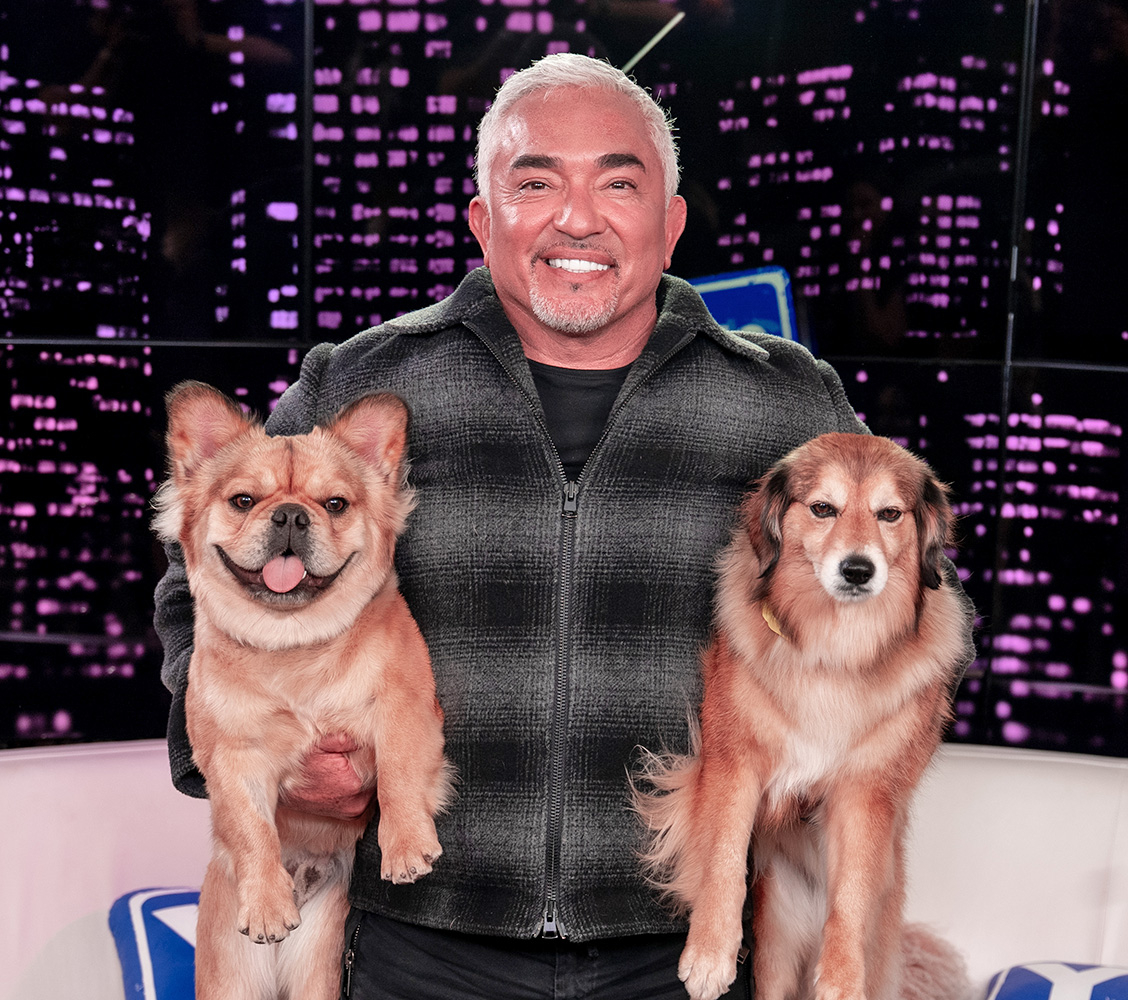 Cesar Millan's “Dog Pack Mentality” Makes Family Holidays Fun