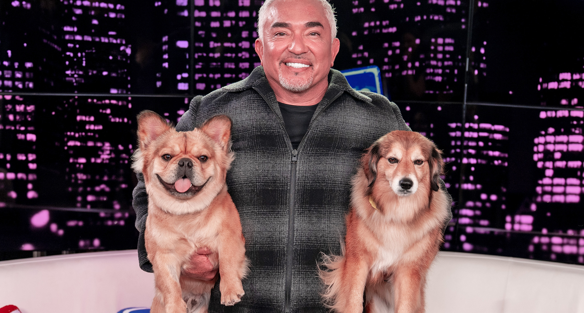 Cesar Millan dog pack mentality: Millan holds 2 dogs