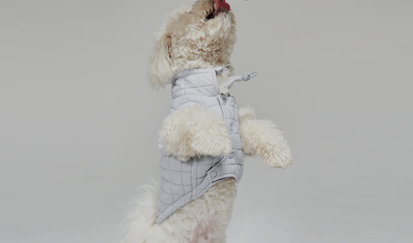 gifts for dogs maxbone