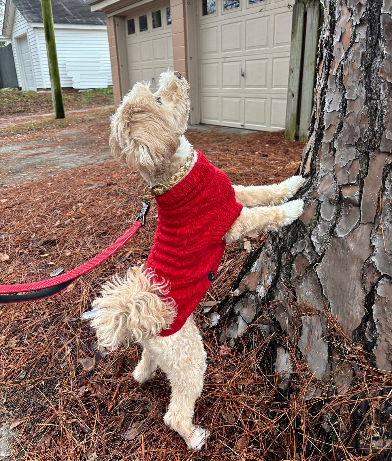 Quince dog sweater review: Dog up a tree
