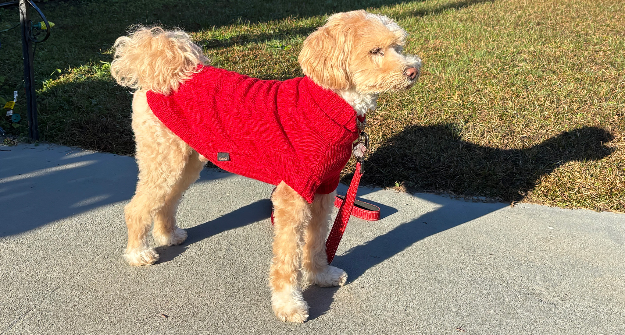 My Quince Dog Sweater Review, Cashmere Edition - PureWow