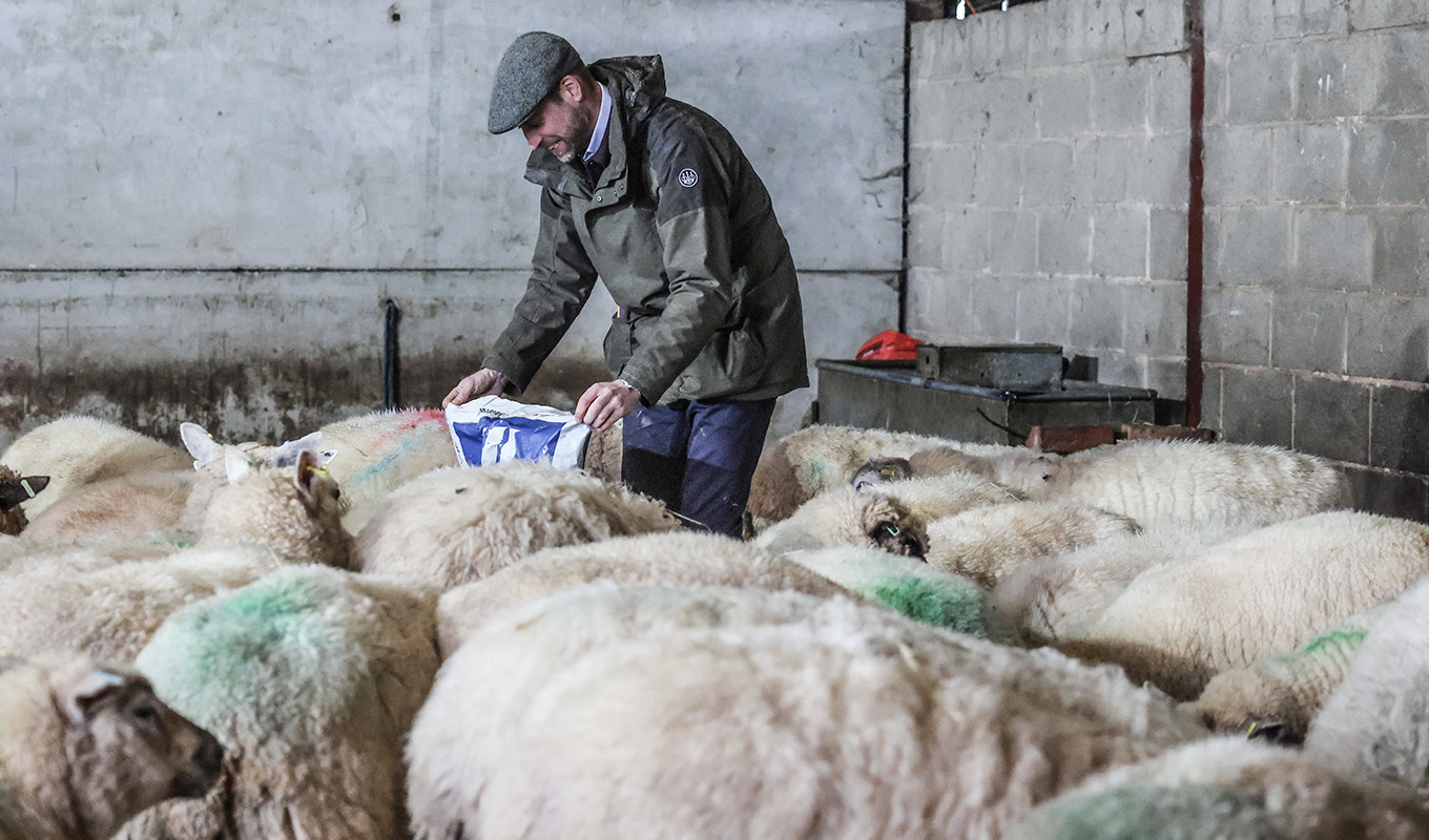prince william feeding sheep