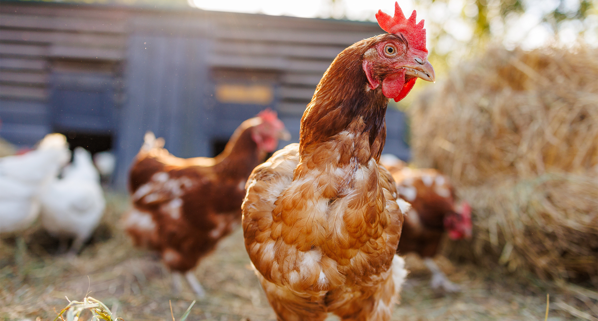 chicken banana