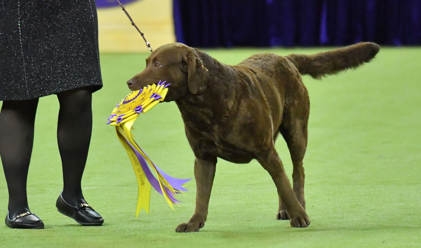 westminster dog show 2026