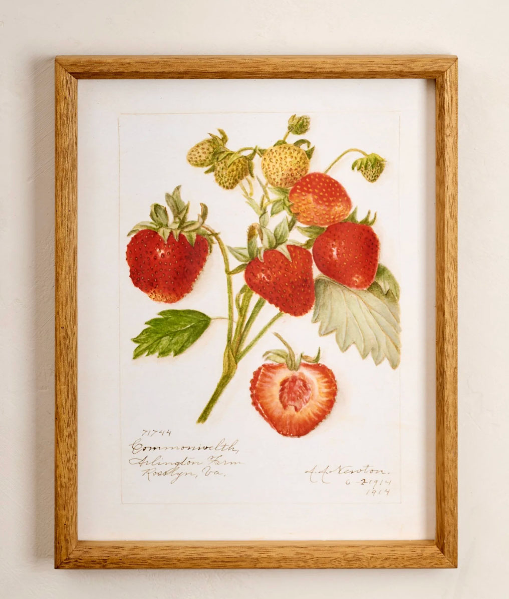strawberry framed print