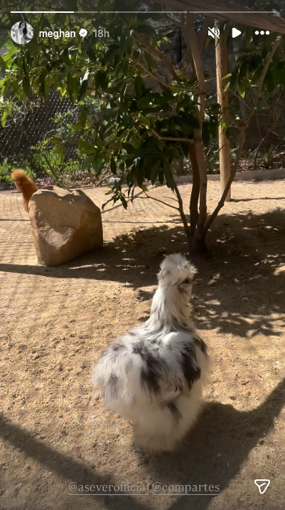 meghan markle kids chicken coop