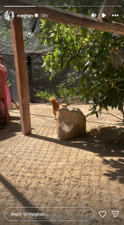 meghan markle kids chicken coop