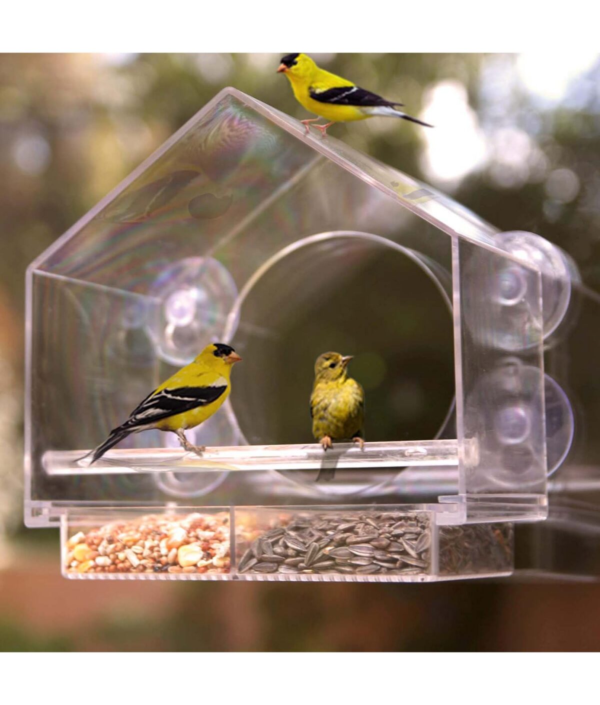 clear bird feeder