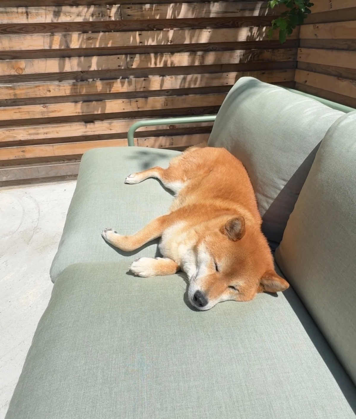 Article Sarek Outdoor Sofa Review: Original photo of green sofa cushions and sleeping dog by Sally Herrod