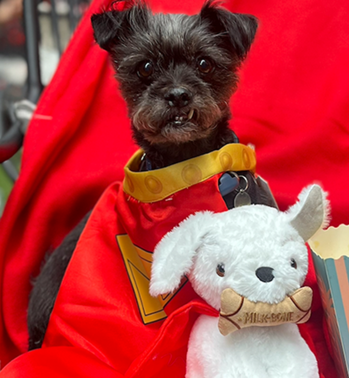 supergirl review dog